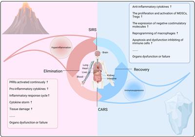 Plasticity and crosstalk of mesenchymal stem cells and macrophages in immunomodulation in sepsis